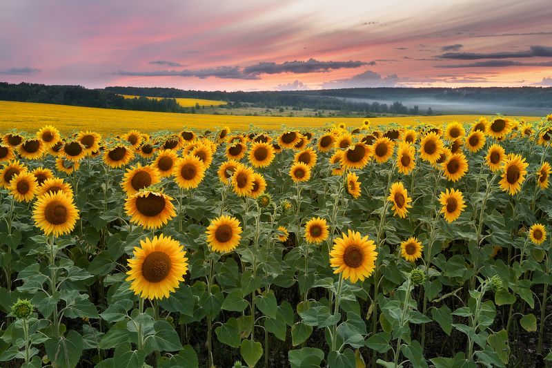 Закат в подсолнухахphoto preview