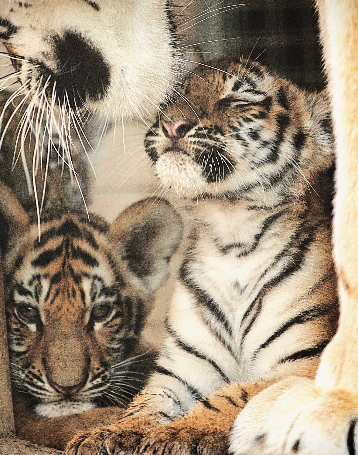 Мамино счастье. Автор: Lilia Tkachenko Тигренок, Lilia Tkachenko