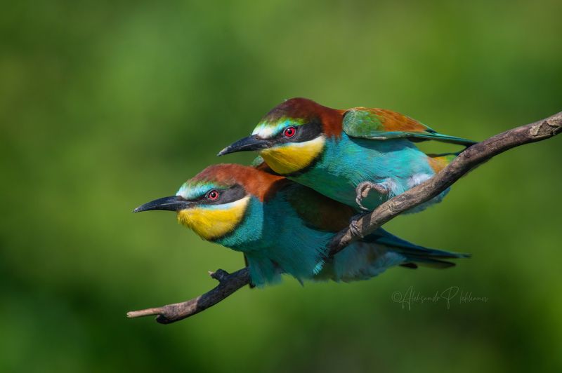 Мои щуркиphoto preview