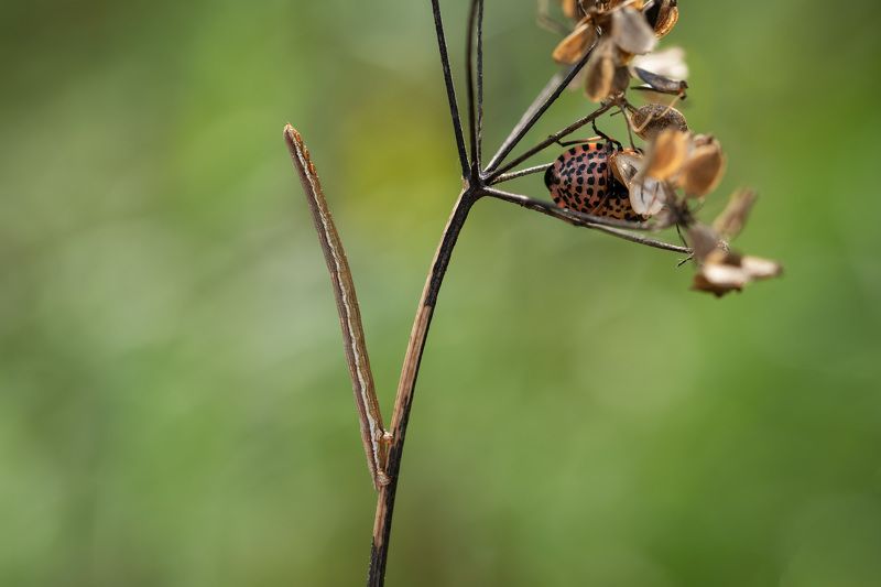 Гусеница-веточкаphoto preview