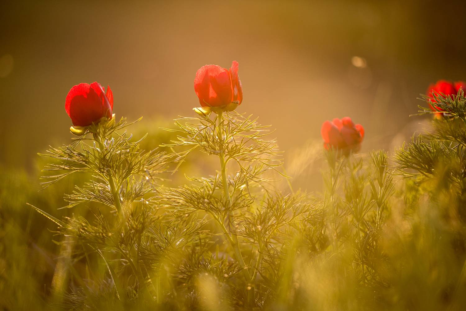 В красках заката. Автор: Илья Михеев , Илья Михеев