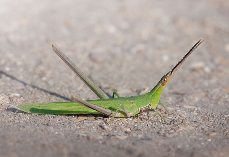 Акрида Венгерская Acrida ungaricaphoto preview