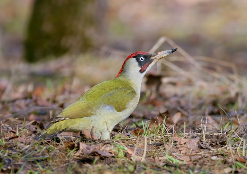 птицы, фотоохота Зелёный дятелphoto preview