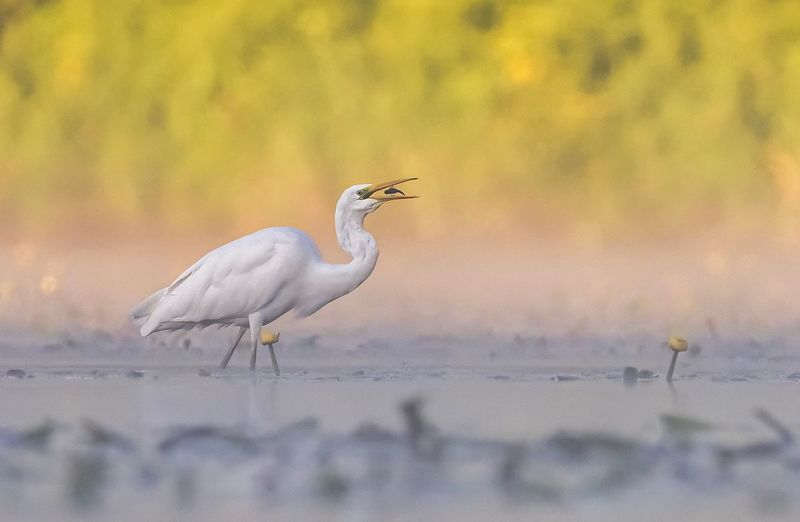 Czapla białaphoto preview
