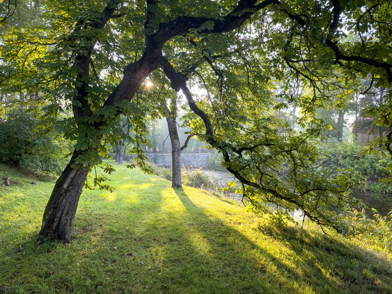 Утро в парке. Августphoto preview