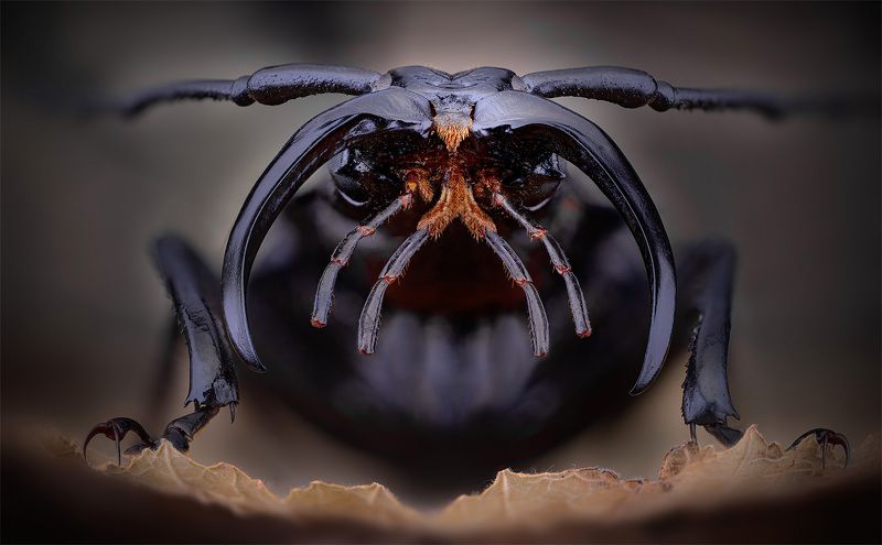 dorysthenes walkeri Усач фото превью