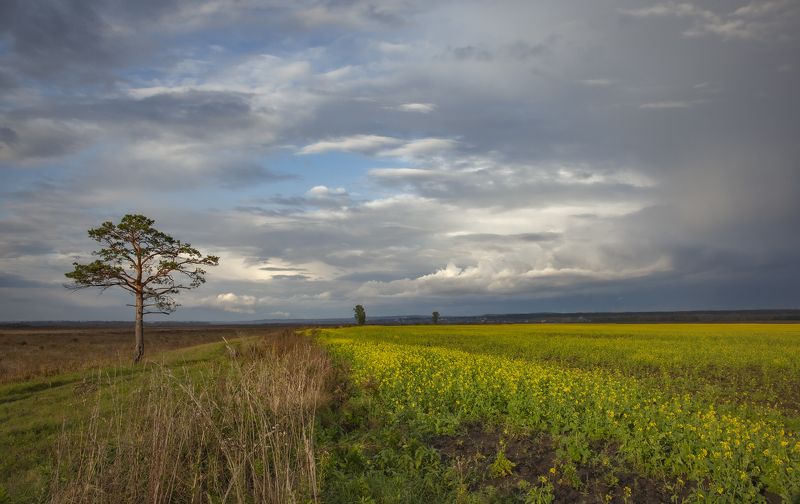 сентябрь, вечер, поле, рапс photo preview