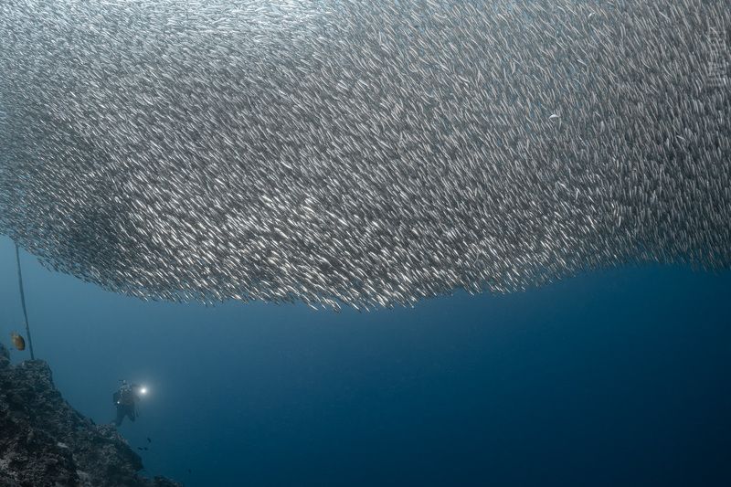 Сардиныphoto preview