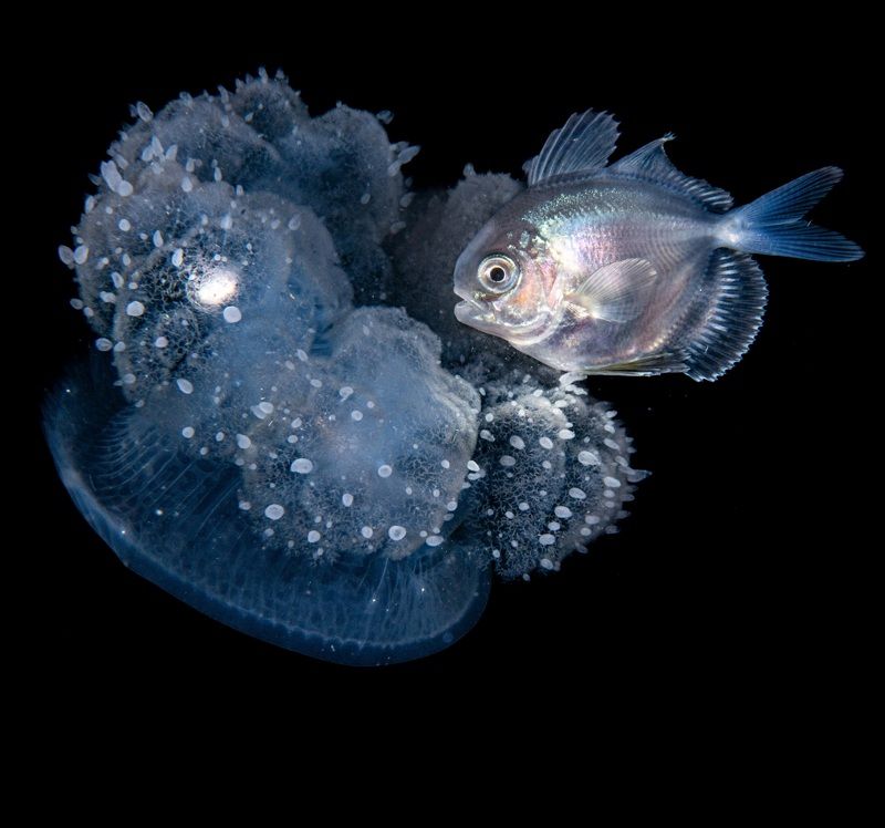 #mluwphotography  Blackwater dive photo preview