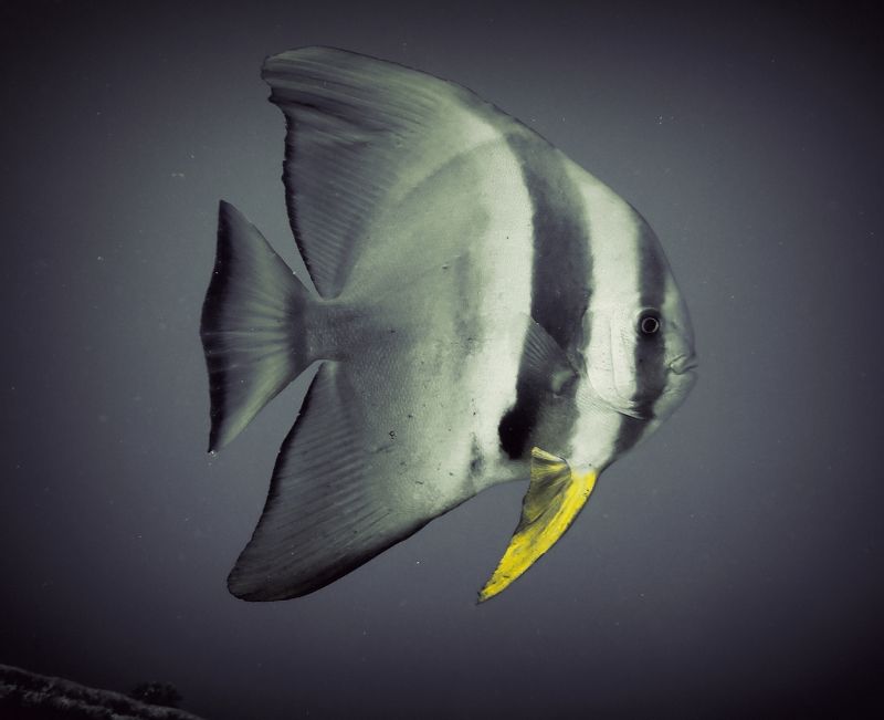 Platax teira рыба-летучая мышьphoto preview