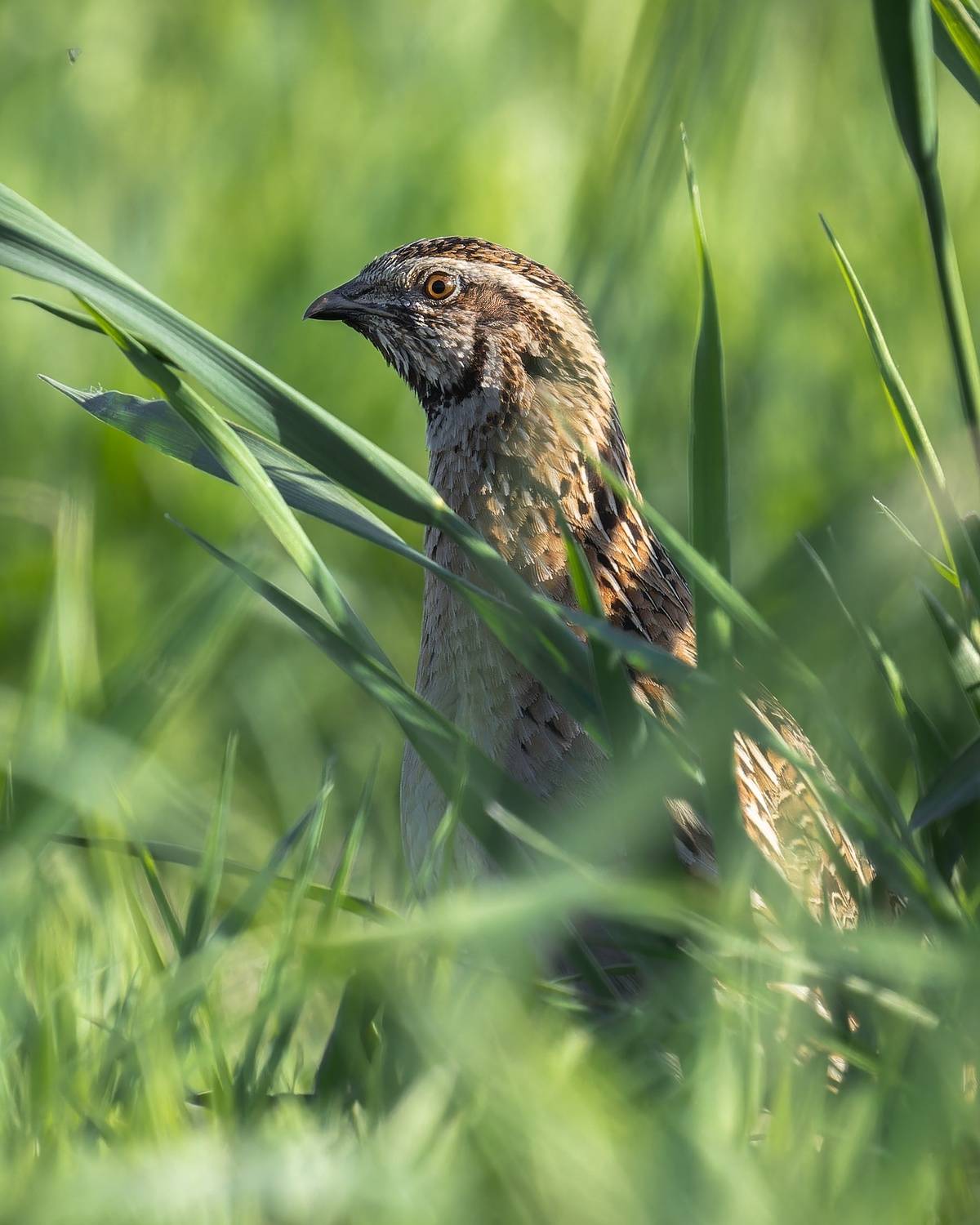 Петушок-невидимка. Автор: Rimma Gerasimenko перепел, coturnix coturnix, coturnix, птицы, природа, воронежская область, животные, Rimma Gerasimenko