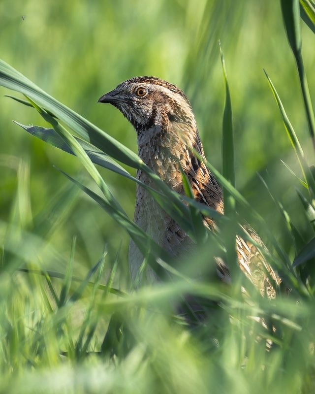 перепел, coturnix coturnix, coturnix, птицы, природа, воронежская область, животные Петушок-невидимка фото превью