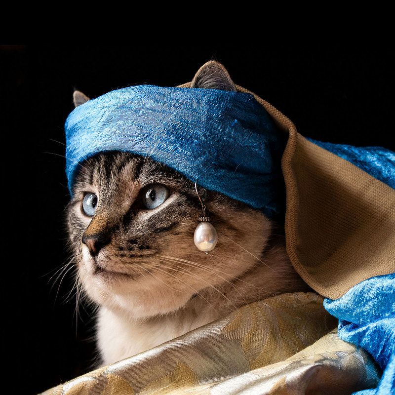 My CAT Life!  Inspired by \