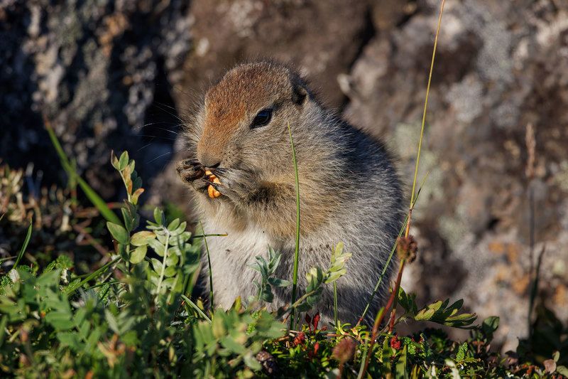 Евражка фото превью