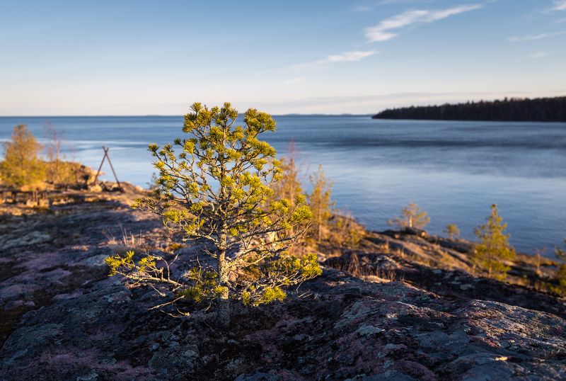 Ладога, скалы, озеро, дерево Деревцеphoto preview