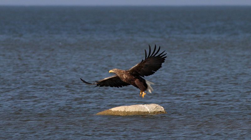орлан-белохвост, орлан, haliaeetus albicilla, white-tailed eagle, куршский залив Пора на рыбалкуphoto preview
