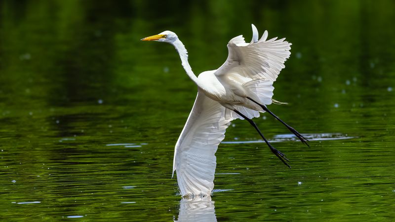 Белый Цапельphoto preview