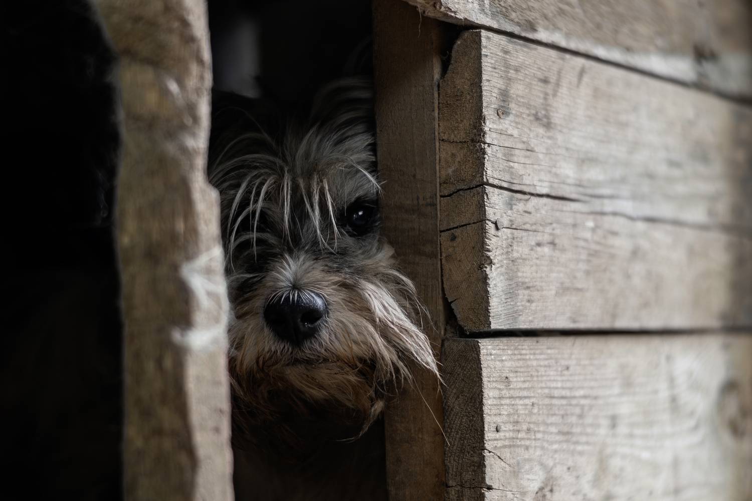 Жил был пёс.. Автор: Кулаков Юрий , Кулаков Юрий
