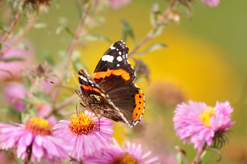 природа, цветы, клумба, хризантемы, бабочка, адмирал Бабочкаphoto preview