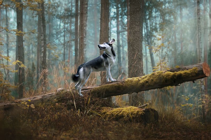 Утро в туманном лесу.photo preview