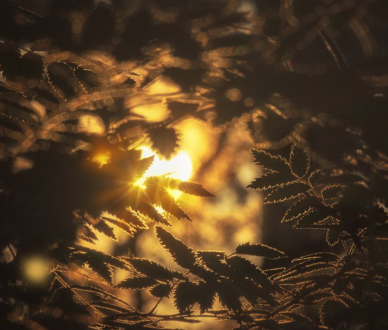 утро,листья,рассвет,лучи,фуджи в лучах фото превью