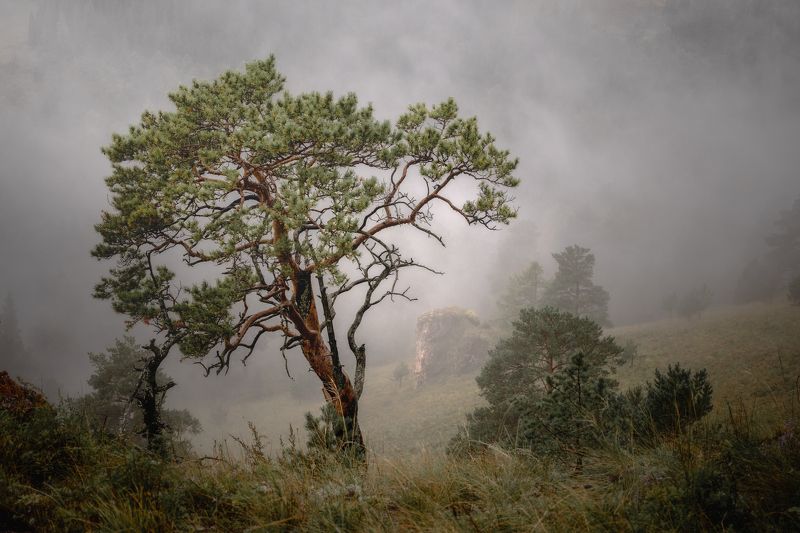 Туманное настроениеphoto preview