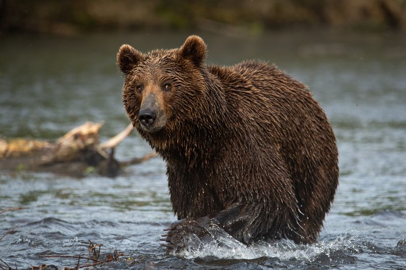 Медведь, рыбалка, Камчатка, озеро, взгляд, хищник Вы меня смущаете!photo preview