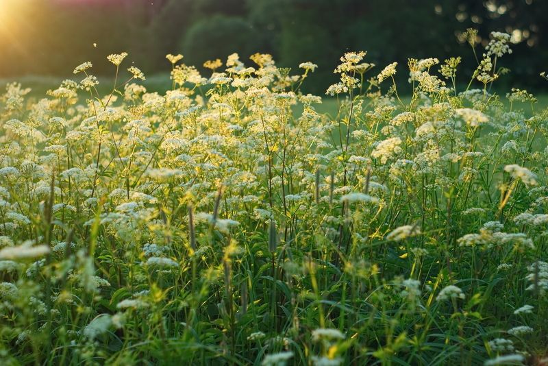 вечер, свет, цветы, сныть Вечерний светphoto preview