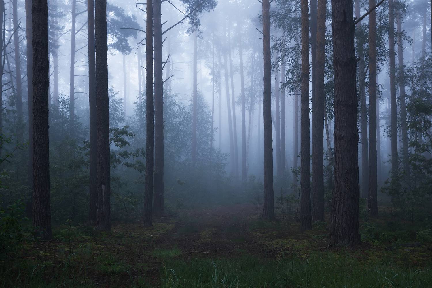 В туманный лес. Автор: Захаров Дмитрий , Захаров Дмитрий
