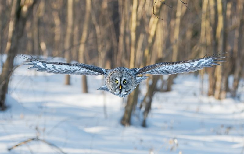 птицы, сова Полёт совыphoto preview
