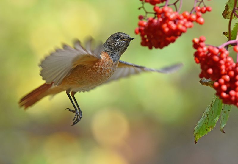горихвостка,самец,полёт,бузина Красное притяжениеphoto preview