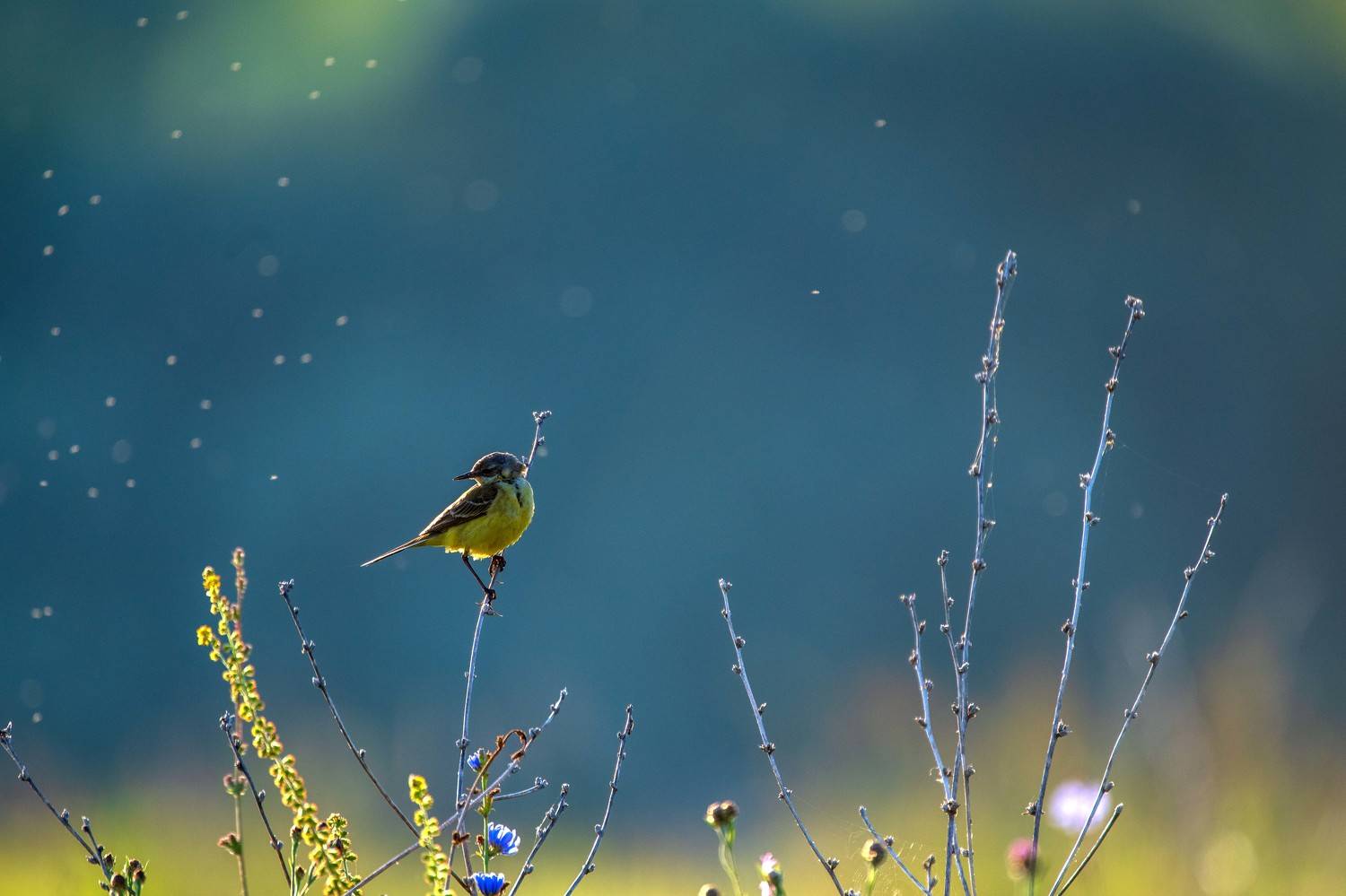 По утру. Автор: Павел Ныриков , Павел Ныриков