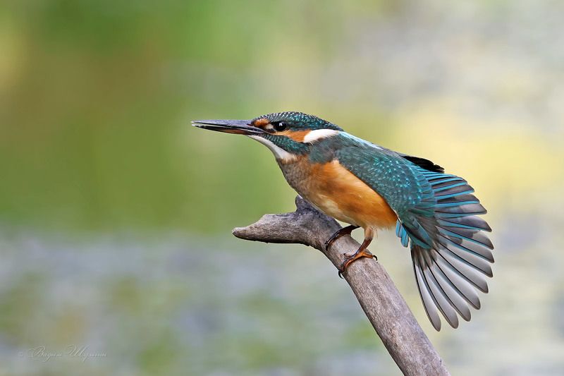 зимородок Дама с вееромphoto preview