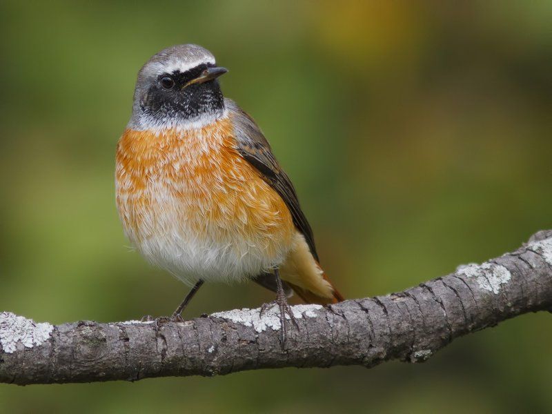 Горихвостка Redstart.photo preview