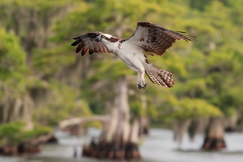 cкопа, osprey, florida, хищные птицы Cкопа - Ospreyphoto preview