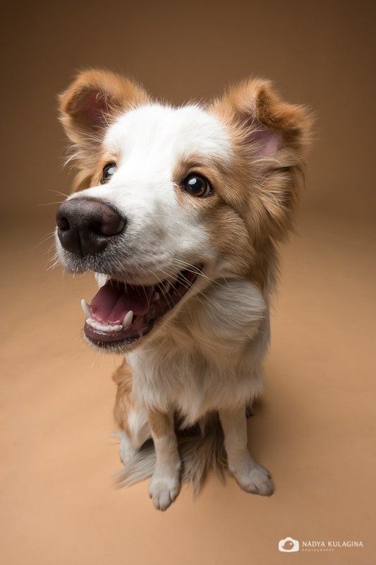 собаки, студия, studio, pet, pup, puppy Носикиphoto preview