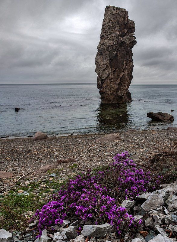 Цветущий рододендрон в б. Владимира фото превью