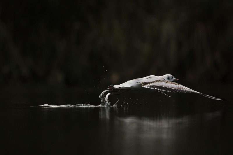 #birds, #fauna, #larus ridibundus, #nature, #wildlife, #природа, #птицы, #фауна, #чайка озерная Чайка озерная (larus ridibundus)photo preview