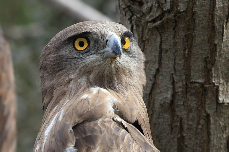 animals,birds,eagle,животные,птицы,орёл   Орлинный взгляд..photo preview