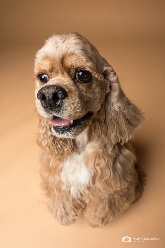 собаки, студия, studio, pet, pup, puppy Носикиphoto preview