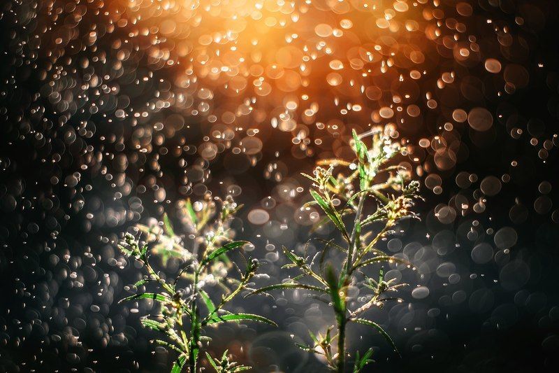 Свежесть photo preview