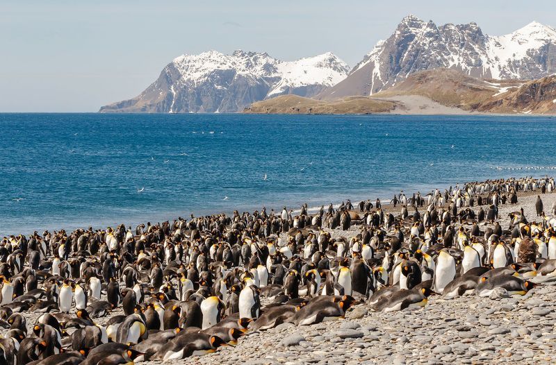 King Penguin, South Georgia, Королевский пингвин, Южная Георгия South Gelendzhik фото превью
