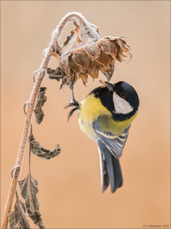 Птицы, Синица, Фотоохота Последняя семечка ...photo preview