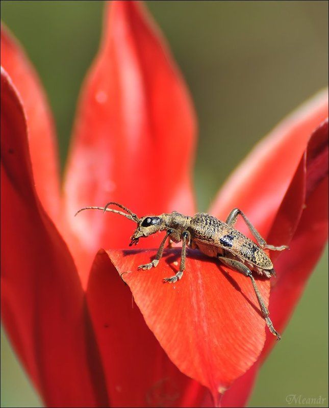 жук Жук на тюльпане...photo preview