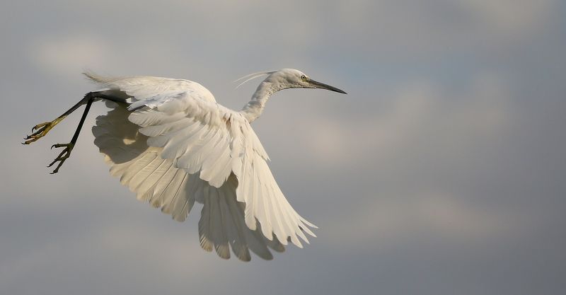 #birds, #Egretta garzetta, #fauna, #Little egret, #nature, #wildlife, #малая белая цапля, #природа, #птицы, #фауна Малая белая цапляphoto preview