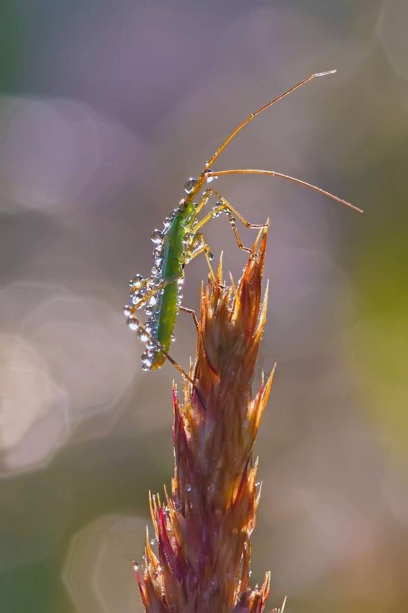 Макро, Насекомое, Природа, Роса, Утро, Елена Соловьёва