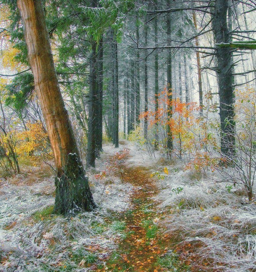 , Владимир Липецких