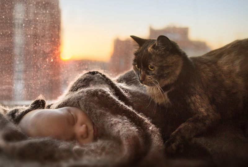 ребенок, малыш, новорожденный, кот, кошка, закат, cat, sunset, baby, newborn, childhood, детство Первая встречаphoto preview