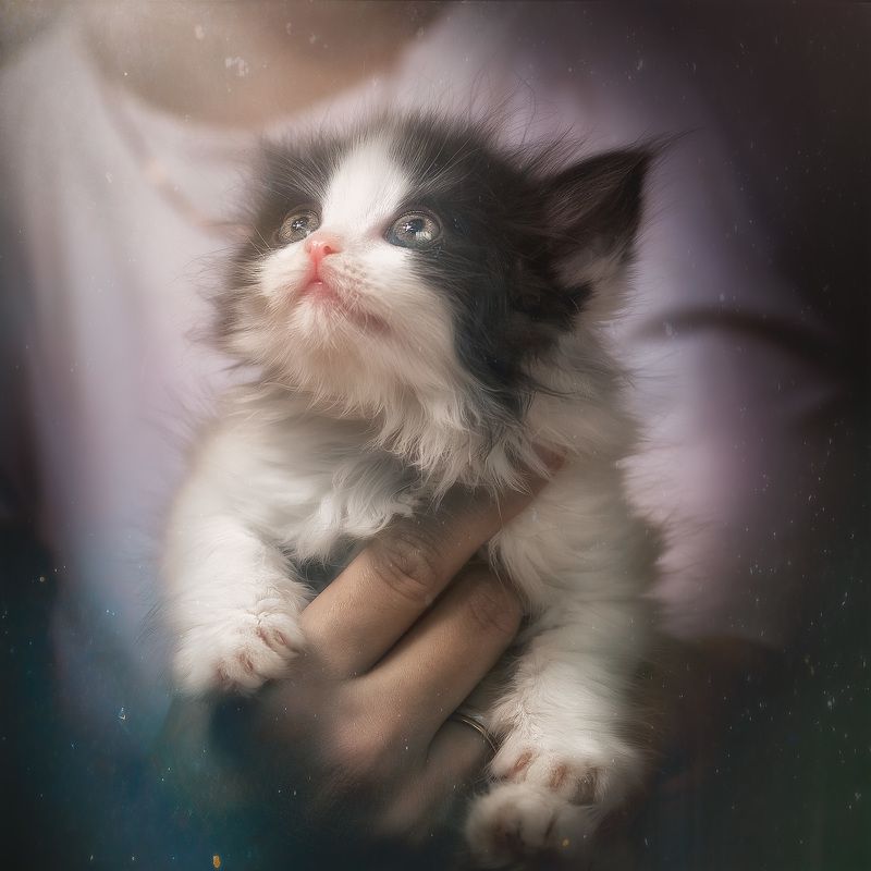 cats pets animals (─‿‿─)photo preview
