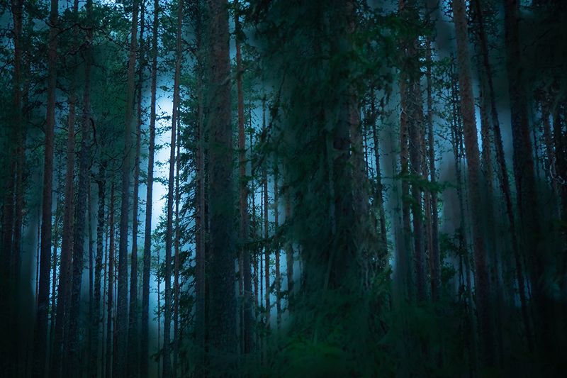 Карелия. Гимолы. 3 августа 2024.photo preview